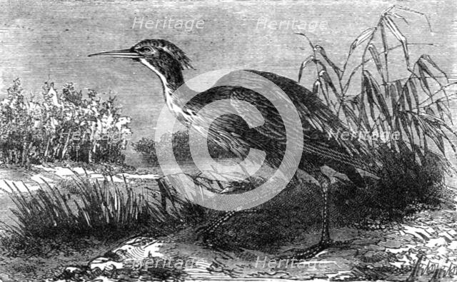 'The Green Heron (Ardea virescens); A Flying Visit to Florida', 1875. Creator: Thomas Mayne Reid.