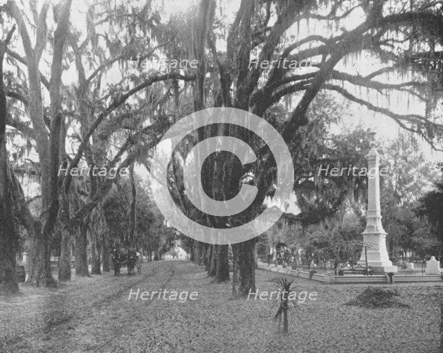 Spanish Moss on Live Oaks, Savannah, Georgia, USA, c1900. Creator: Unknown.