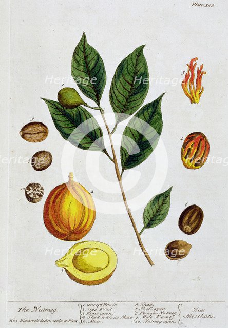 Nutmeg, 1782. Artist: Elizabeth Blackwell