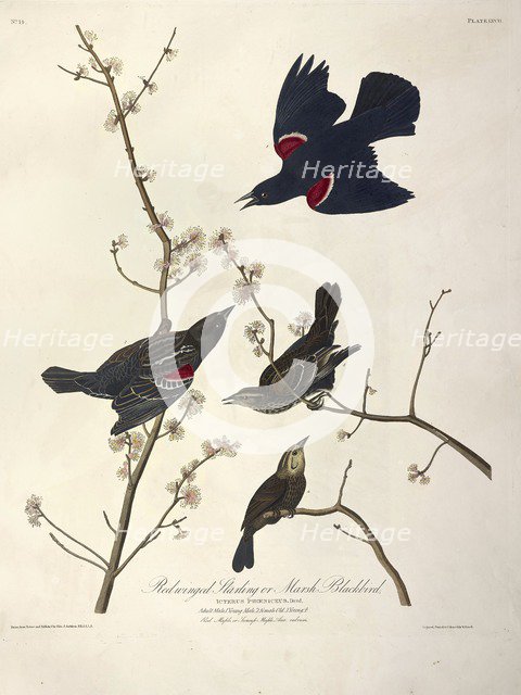 Redwinged Starling or Marsh Blackbird, Icterus Phoeniceus, 1845.