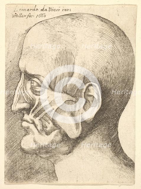 Ecorche head of a man in profile to left, 1660. Creator: Wenceslaus Hollar.