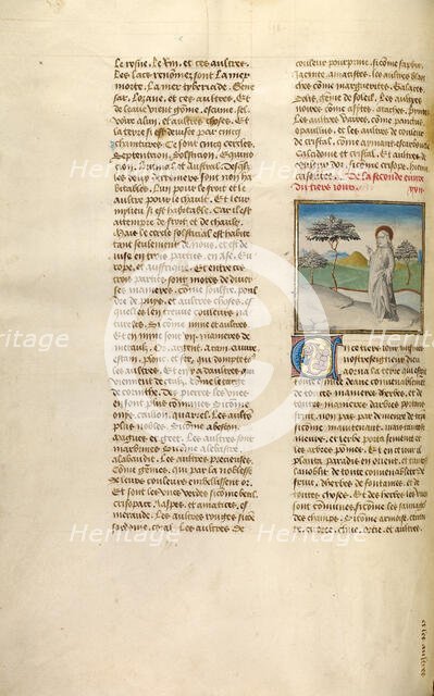 The Creation of Plants; Miroir Historial, about 1475. Creator: Unknown.