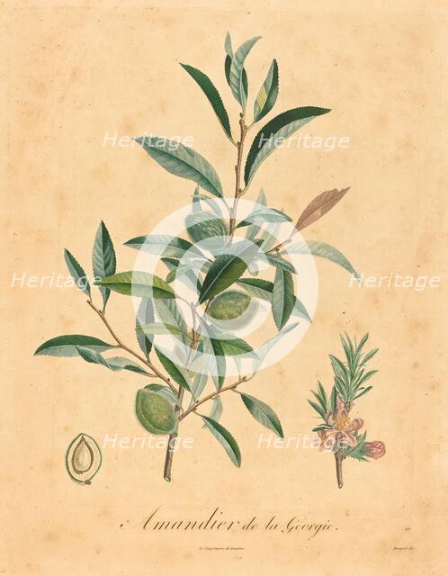 Amandier de la Georgie. Creator: Unknown.