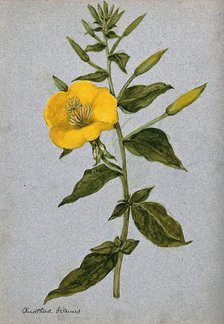 Evening primrose (Oenothera biennis): flowering stem. Creator: Unknown.