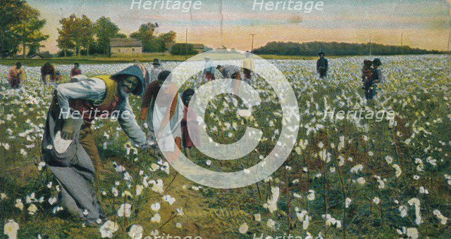 Cotton Picking, Augusta, Georgia, c1900. Artist: Unknown