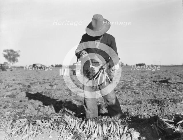 Tying carrots in Imperial Valley, near Meloland, California, 1939. Creator: Dorothea Lange.