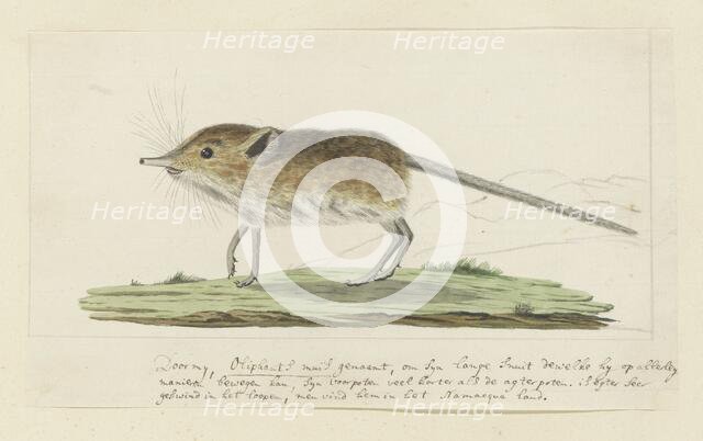 Macroscelides proboscideus (Round-eared elephant shrew), 1779-1780. Creator: Robert Jacob Gordon.