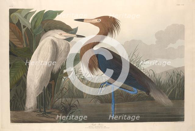Purple Heron, 1835. Creator: Robert Havell.