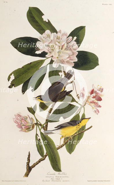 The Canada warbler. From "The Birds of America", 1827-1838. Creator: Audubon, John James (1785-1851).