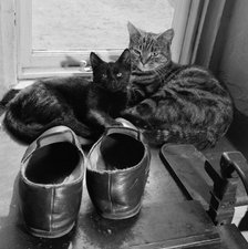 Two cats beside a pair of slippers on the window sill of a house in Lacock, Wiltshire, 1950s. Artist: John Gay.