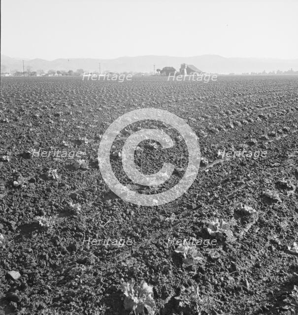 Large scale, commercial agriculture, Salinas Valley, California, 1939. Creator: Dorothea Lange.