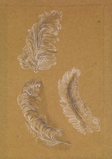 Study of Three Ostrich Feathers, 1865-67. Creator: Sir Edward Coley Burne-Jones.