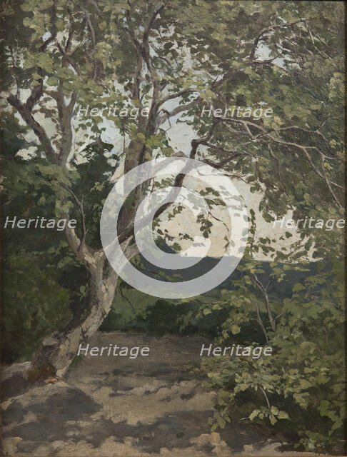 A Tree. Study, late 19th century. Creator: Anna Nordlander.