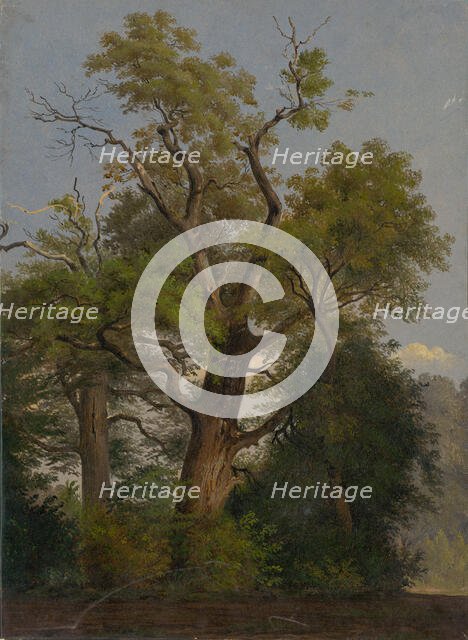 Trees, 1860-1890. Creator: Friedrich Carl von Scheidlin.