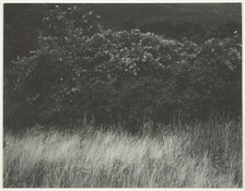 Hedge and Grasses - Lake George, 1933. Creator: Alfred Stieglitz.