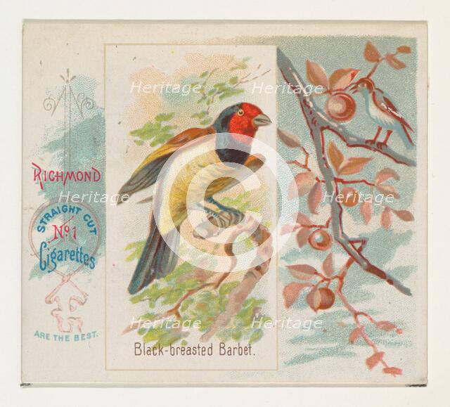 Black-breasted Barbet, from the Song Birds of the World series (N42) for Allen & Ginter Ci..., 1890. Creator: Allen & Ginter.