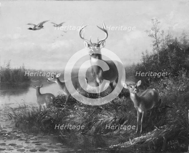 On the Qui Vive, Buck and Three Does, 1871. Creator: Arthur Fitzwilliam Tait.