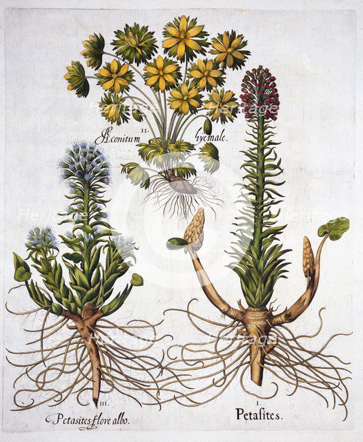 Butterburs and Winter Aconite, from 'Hortus Eystettensis', by Basil Besler (1561-1629), pub. 1613 (h