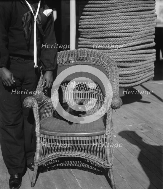U.S.S. Vixen, Miss Vixen, the mascot, between 1890 and 1901. Creator: Unknown.