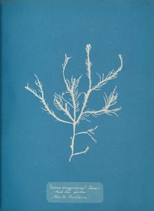 Fucus æruginosus Turner. "Med. Sea Sisbon" New to Britain., ca. 1853. Creator: Anna Atkins.