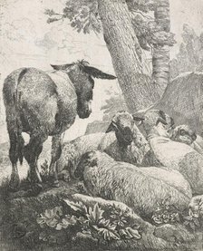 Sheep, goats and cows series: Donkey and sheep, 1668-1670. Creator: Johann Heinrich Roos.