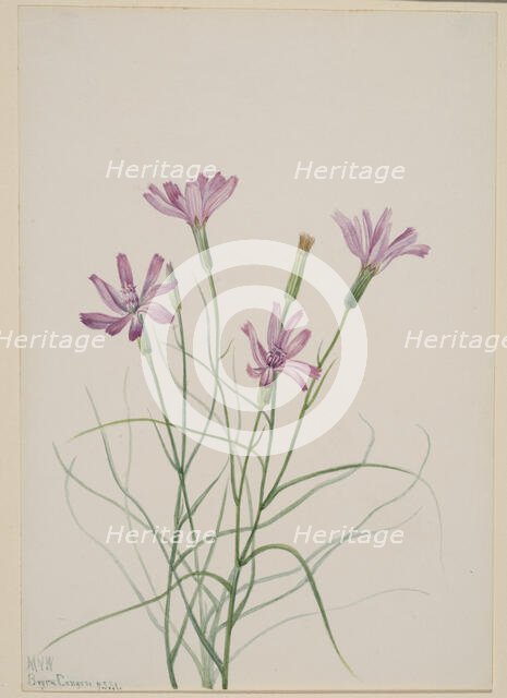 Skeleton Weed (Lygodesmia grandiflora), 1931. Creator: Mary Vaux Walcott.