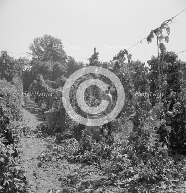 View of hop yard, pickers at work, near Independence, Polk County, Oregon, 1939. Creator: Dorothea Lange.