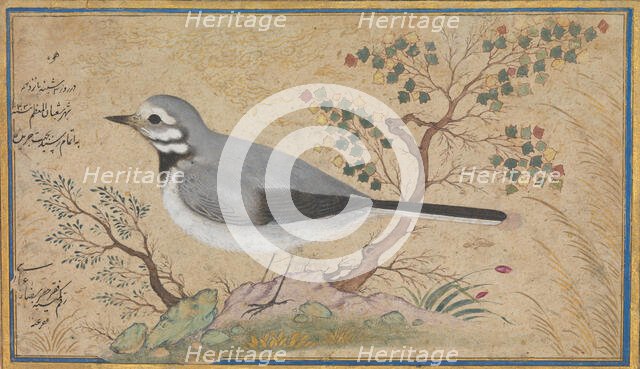 Study of a Bird, dated A.H. 1043/A.D. 1634. Creator: Riza.