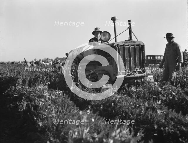 Carrot digger, Imperial Valley, California, 1939. Creator: Dorothea Lange.