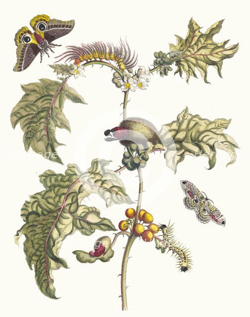 Maccai. From the Book Metamorphosis insectorum Surinamensium, 1705. Creator: Merian, Maria Sibylla (1647-1717).