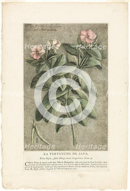 The Periwinkle of Java, from Collection of Usual, Curious, and Foreign Plants, 1767. Creator: Jacques Fabian Gautier Dagoty.