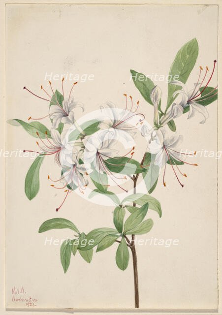 Sweet Azalea (Azalea arborescens), 1921. Creator: Mary Vaux Walcott.