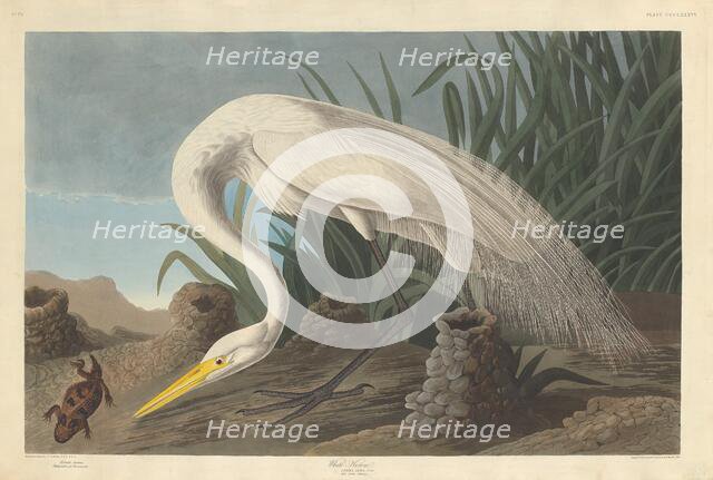 White Heron, 1837. Creator: Robert Havell.