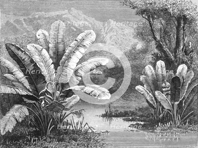 'A stream in the Savanna region; A zigzag journey through Mexico', 1875. Creator: Thomas Mayne Reid.