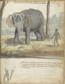 Wild elephant bound between trees, 1785. Creator: Jan Brandes.