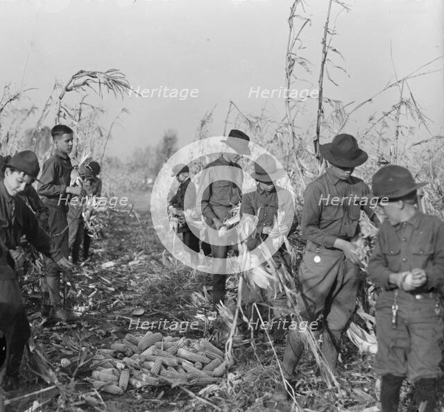Boy Scouts, Boy Scout Farm, 1917. Creator: Harris & Ewing.