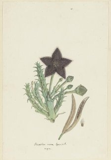 Tridentea gemmiflora (Masson) Haw. (Stapelia gemmiflora), 1777-1786. Creator: Robert Jacob Gordon.
