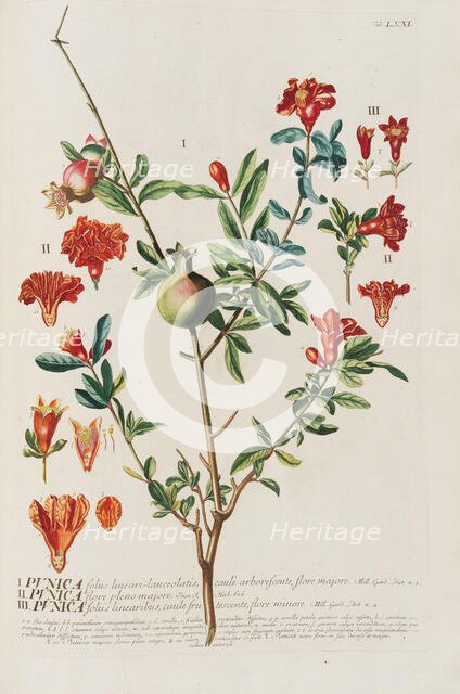 Plantae selectae by Christoph Jakob Trew, 1750-1773. Creator: Trew; Christoph Jakob (1695-1769).