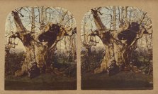 Gnarled tree, 1857-1859. Creator: William Morris Grundy.