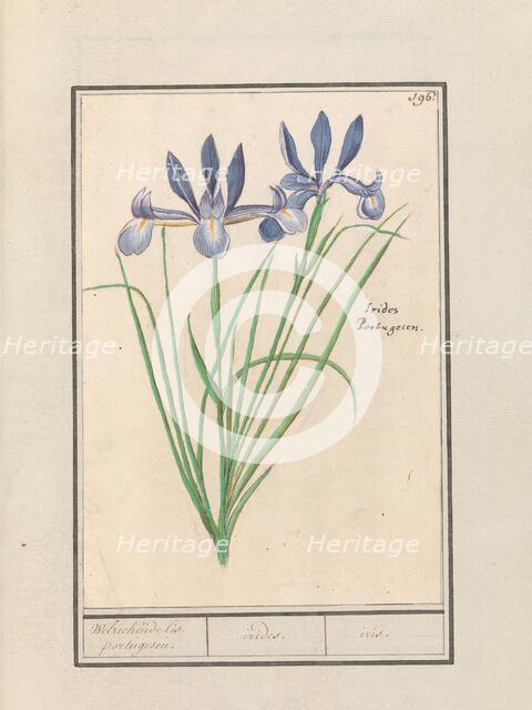 Blue Iris (Iris sibirica), 1596-1610. Creators: Anselmus de Boodt, Elias Verhulst.