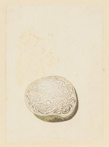Hydnora africana Thunb. (Jackal-food plant), cross section, 1777-1786. Creator: Robert Jacob Gordon.