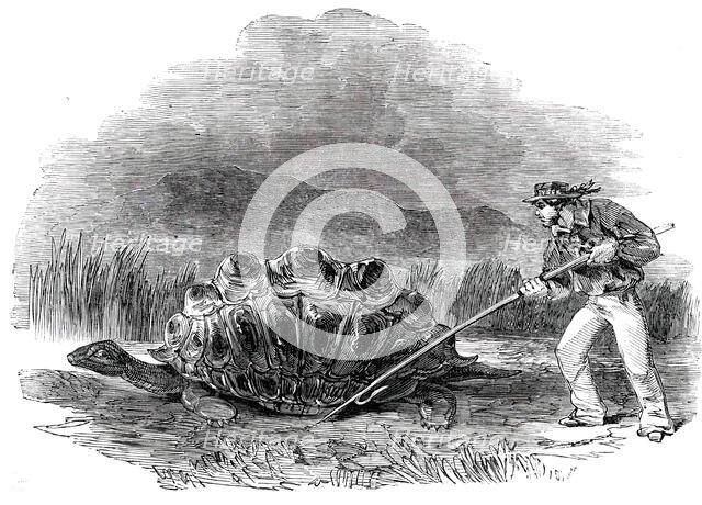 Gigantic Land Tortoise - a Present for Her Majesty, 1850. Creator: Unknown.