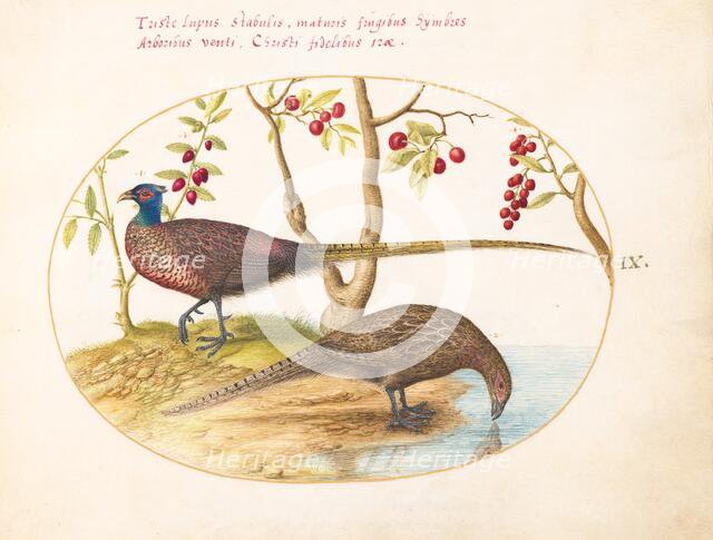 Animalia Volatilia et Amphibia (Aier): Plate IX, c. 1575/1580. Creator: Joris Hoefnagel.