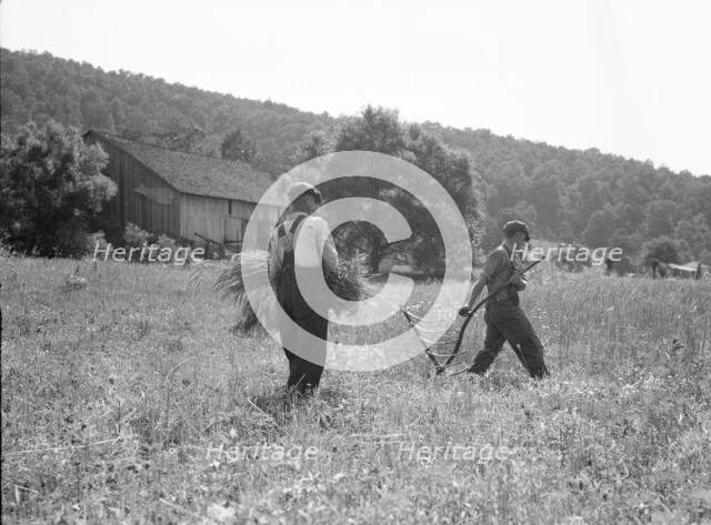 Men cradling wheat in eastern Virginia near Sperryville, 1936. Creator: Dorothea Lange.