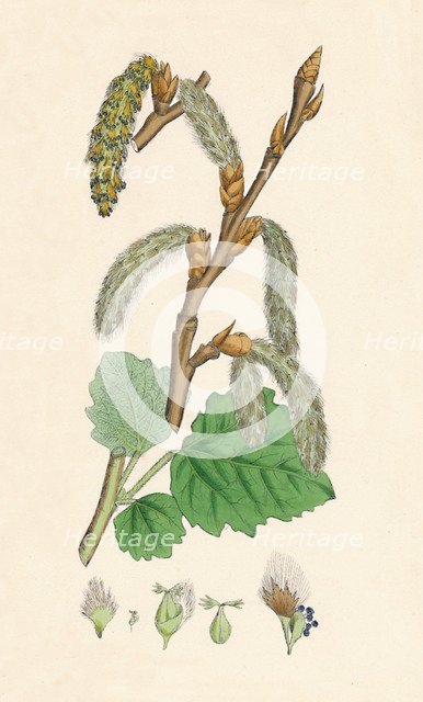 'Populus canescens. Gray Poplar', 19th Century. Artist: Unknown.