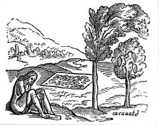 Production of cocoa, 16th century. Artist: Unknown