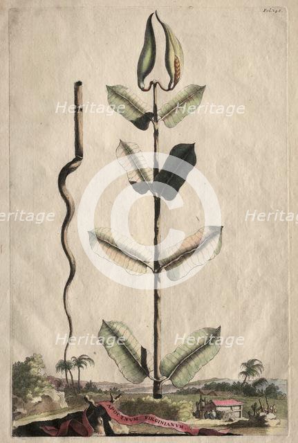 Phytographia Curiosa: Apocynum Virginianum. Creator: Abraham Munting (Dutch, 1626-1683).