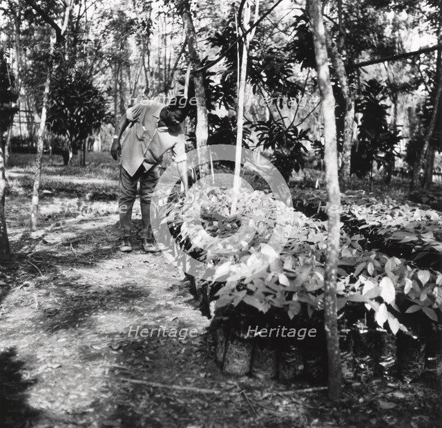 Cocoa Nursery, 1974. Artist: Unknown