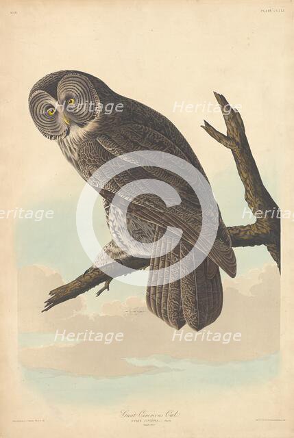 Great Cinereous Owl, 1837. Creator: Robert Havell.