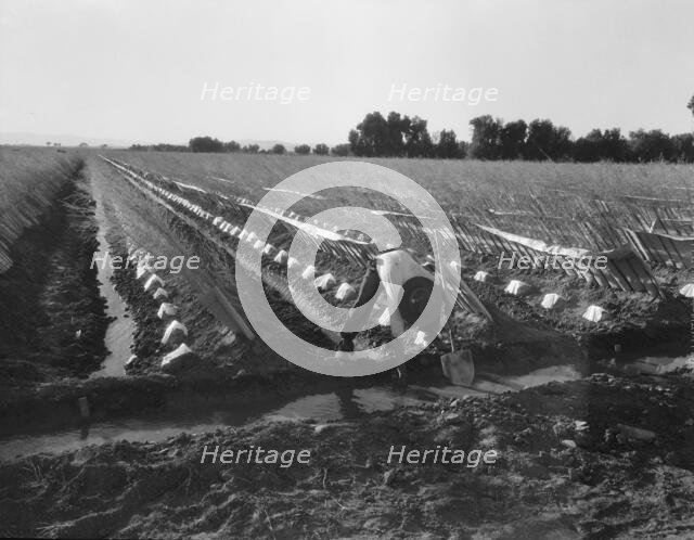 Irrigator in brushed and capped cantaloupe field, Imperial Valley, California, 1937. Creator: Dorothea Lange.